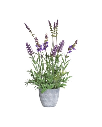 Lavanda in ghiveci, mov, 35 cm - SIMONA'S COOKSHOP